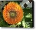 Teddy Bear Sunflower Canvas Print / Canvas Art - Artist Marjorie Imbeau