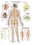 Lehrtafel Das Nervensystem
