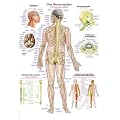 AL105 Erler-Zimmer Lehrtafel Das Nervensystem, 70x100cm