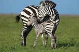 Zebra and Foal (On Plains) Art Poster Print - 24x36