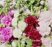 Plug Plants: Perennials: Pack of 6. Hollyhock (Alcea) Summer Carnival Mixed