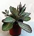 Amazing Zebra Ears Plant - Kalanchoe -Very Easy to Grow