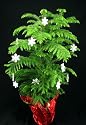 Norfolk Island Pine Christmas Tree in 6 Inch Pot Decorated