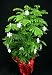 Norfolk Island Pine -Christmas Tree- 6 Pot - Decorated