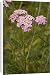 Canvas Prints of Yarrow, pink form from Ardea Wildlife Pets