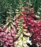 Foxy Foxglove - 25 Plants - Digitalis