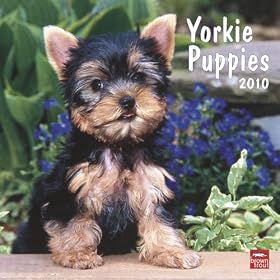 Yorkie Puppies 2010 Wall Calendar