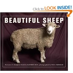 Beautiful Sheep