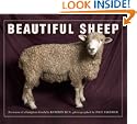 Beautiful Sheep