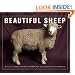 Beautiful Sheep