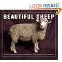Beautiful Sheep