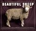 Beautiful Sheep