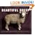 Beautiful Sheep