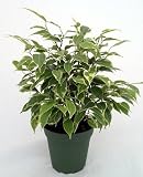 Starlight Weeping Fig Tree Ficus benjamina Easy to Grow 4 Pot 51Oo3J4XIAL. SL160 Starlight Weeping Fig Tree Ficus benjamina Easy to Grow 4 Pot