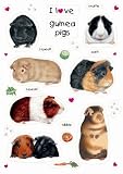 I Love Guinea Pigs Fridge Magnets