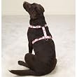 PINK - MEDIUM - Adjustable Camo Dog Harnesses