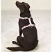PINK - MEDIUM - Adjustable Camo Dog Harnesses