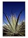 High Altitude Bromeliad, Growing in Grassland Habitat, Northern Andes, Ecuador Photographic Poster Print by Mark Jones, 42x56