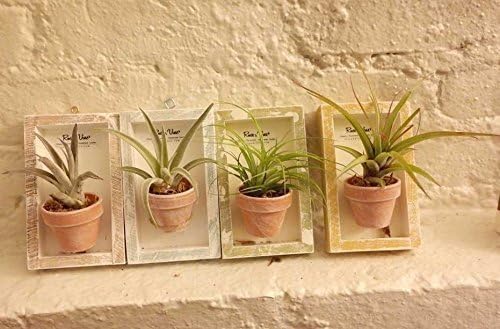 Framed Air Plant Art, Vertical Terrarium, Well art. Home decor
