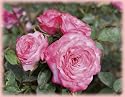 Baby Paradise (own root) (Rosa Miniature) - Bare Root Rose