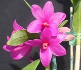 Dendrobium Orchid Plant - Approx. 9 - 14 Inches Tall