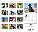 Portuguese Water Dogs 2010 Deluxe Wall