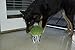 Priscilla's Cat Grow Kit Over 3 OZ. - Hairball Remedy
