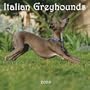 Greyhounds, Italian 2009 Square Wall Calendar (Multilingual Edition)