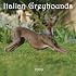 Greyhounds, Italian 2009 Square Wall Calendar