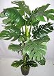 54" Deluxe Life-like Split Leaf Philondrendon