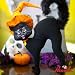 12" Scaredy Cat By Annalee