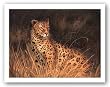 Spotted African Cat by Kilian 16"x12" Art Print Poster