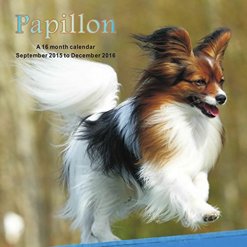 Papillon Wall Calendar 2016