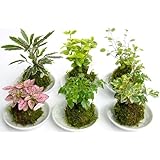 ���i�̏ڍ�