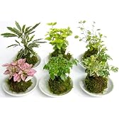 苔玉2寸6個セット美濃焼皿付き