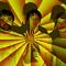 Animal Collective