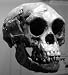 Homo floresiensis: the "hobbits" of Flores Island (What Every Human Should Know)
