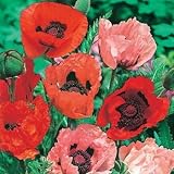 51Ora3GiK4L. SL160  Oriental Poppy Mix   50000 Seeds