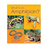 What Is an Amphibian (Animal Kingdom)