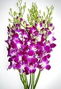 Floral Mother's Day Presents - Fresh Cut Purple Dendrobium Orchids Flowers