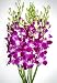 Fresh Flowers - Purple Dendrobium Orchids