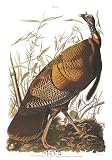 Wild Turkey by John James Audubon Poster Print, 24.00 x 36.00