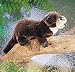 Plush River Otter Puppet 13