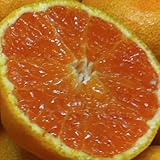 産地直送 お試し 和歌山 訳あり みかん 2.5kg (傷あり サイズ不揃い ご自宅用) [訳あり]
