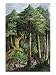Indians Tapping the Caoutchouc, or India-Rubber Tree Art Giclee Poster Print, 12x16