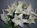 CREAM 14 Jumbo Tiger Lily Silk Flowers Bush Artificial Wedding
