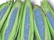 Mais Blauer Hopi Indianermais Zea mays Samen