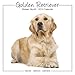 Golden Retrievers Calendar - 2015 Wall calendars - Dog Calendars - Monthly Wall Calendar by Avonside Studio