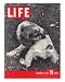 Hunting Spaniel in Poughkeepsie, NY, October 25, 1937 Photographic Poster Print by Alfred Eisenstaedt, 8x10