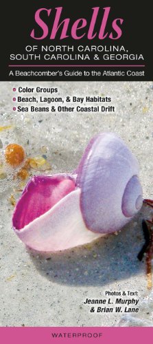 Shells of North Carolina, South Carolina & Georgia: A Beachcomber's Guide to the Atlantic Coast (Common and Notable Species)